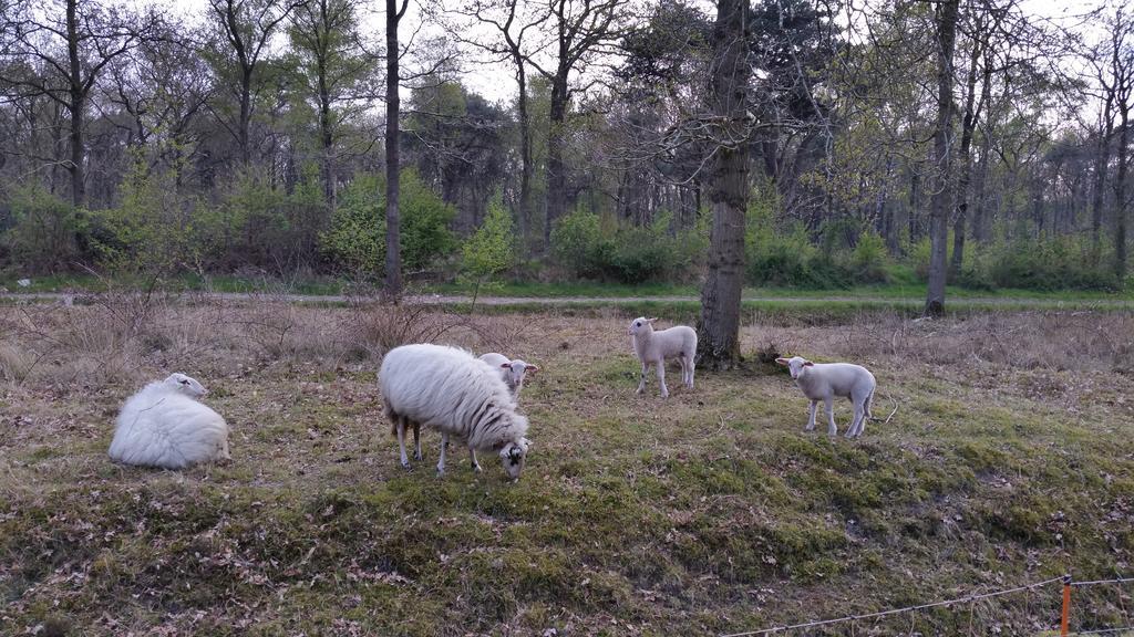 Lyklamastate Nijemirdum エクステリア 写真
